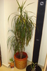 DRACENA