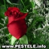 avatare poze trandafiri poze cu trandafiri rosii trandafiri ghiveci trandafiri pentru dulceata trand
