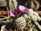 DSCF6453