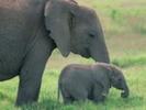 elefanta cu elefantelul