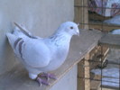 DSCN1184