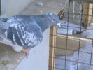 Vandut