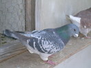 Vandut