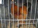 CRESCATOR ARCALEAN