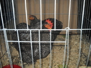 DSCN8164