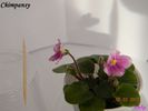 Chimpansy 2011 febr 5