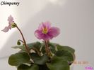 Chimpansy 2011 febr 5