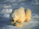 Imagini Animale Polare Wallpapere cu Ursi Simpatici