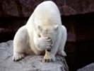 Imagini Animale Salbatice Imagini Ursi Polari Wallpapers