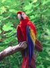 Papagalii macaw