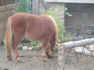 ponei 1