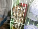 Degu in doua labute