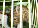 Degu cocotata