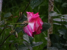 rose guajard(gaumo)