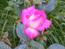 rose guajard(gaumo)