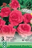 begonii duble roz
