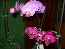 orhidee 01 008