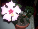 Picture 011