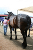 Black_percheron_draft_horse_butt