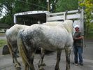 horses 017