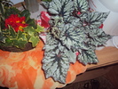 DSC07260