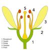 schema generala a unei cupe florale