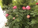 DSC00889