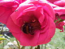 Photo-0036