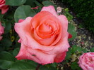pink_panther