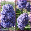 Muscari 3 ron/bulb