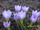 Crocusi 7 feb 2011