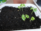 08.02.2011,doar 5 plante din 21 de seminte.