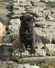 un mascul tigrat de bullmastiff