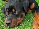 rottweiler1