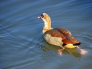 Aix galericulata (rata mandarin) (femela)