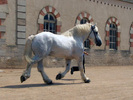 haras_national_cheval_b