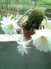 echinopsis obrepanda 2010