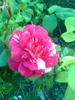 Trandafir copacel Roza Mundi cred