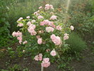 Trandafir copacel roz