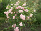 Trandafir copacel roz pal