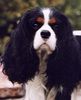 cavalier_king_charles_spaniel[1]