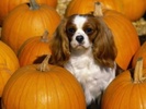 cavalier_king_charles_spaniel-t2[1]