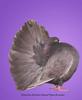Fantail dun
