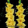 [Gladiolous]Jester_Gold