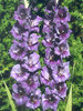 G-purple%20flora