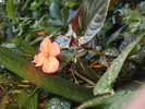 Flori02