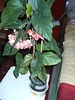 Flori08