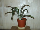 Flori13
