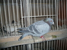 schalie 332400