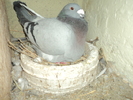 DSC00672